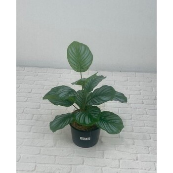 Zebra Arrowroot Pot