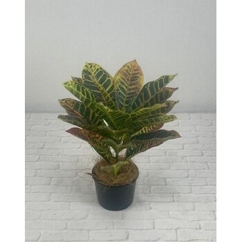 Croton Shrub Pot