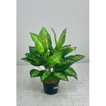 Double Dieffenbachia Potted