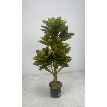 Croton Tree